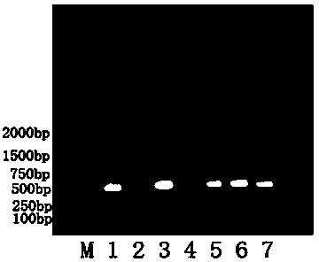 General RT-PCR (reverse transcription-polymerase chain reaction) primer and kit for detecting foot and mouth disease viruses