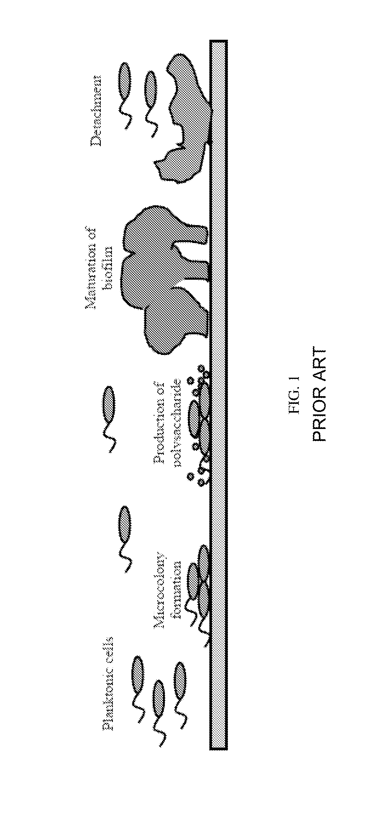 System and method for controlling bacterial cells with weak electric currents