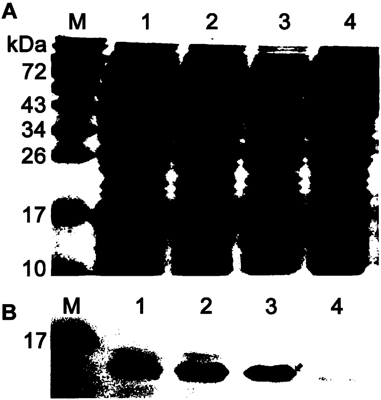Helicobacter pylori NapA protein expressed recombinant vector, recombinant strain and preparation methods and application thereof