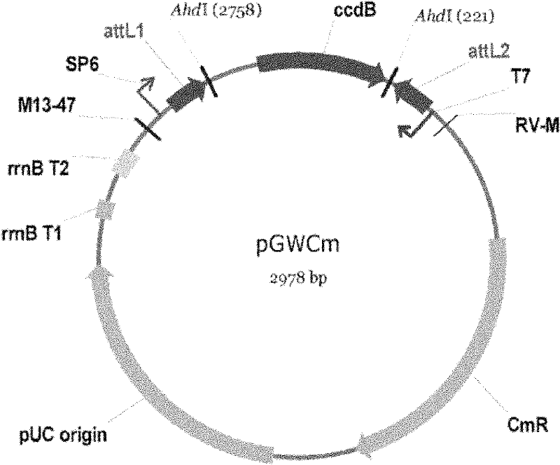 Soybean GmCOL5 gene and its coded protein and use