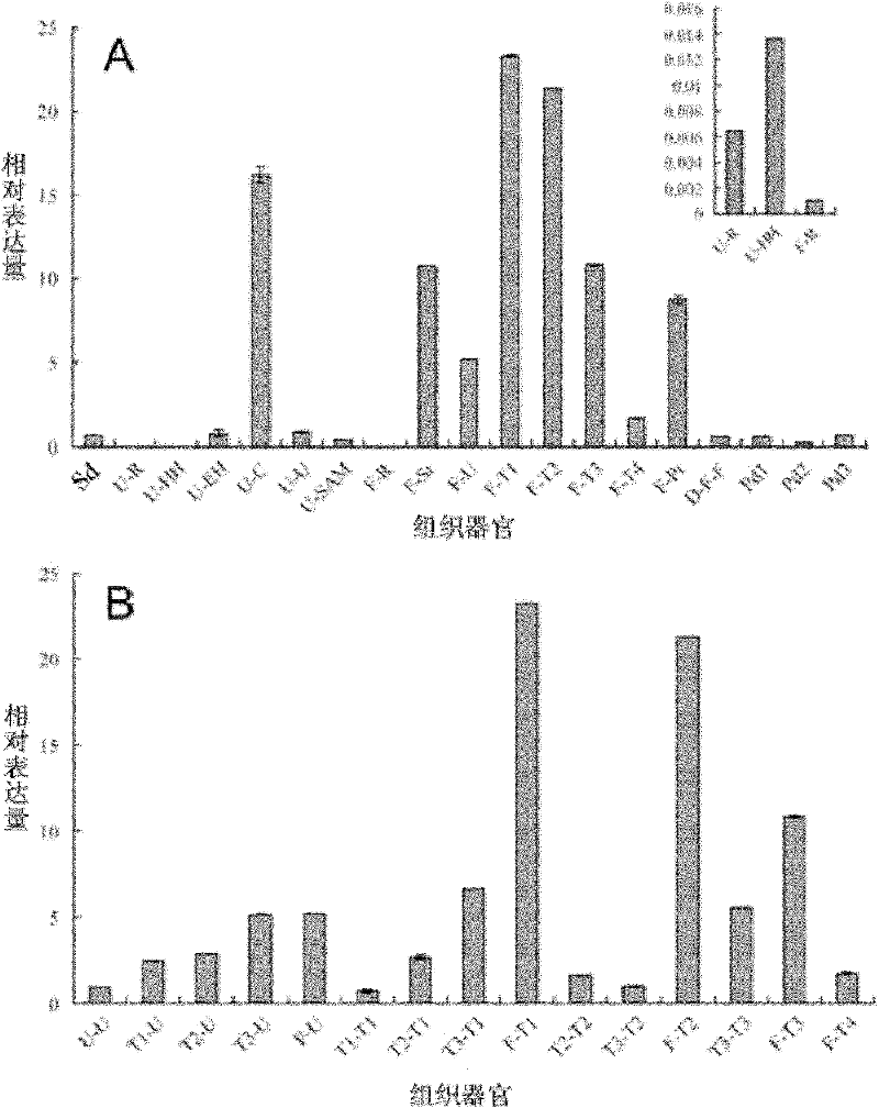 Soybean GmCOL5 gene and its coded protein and use