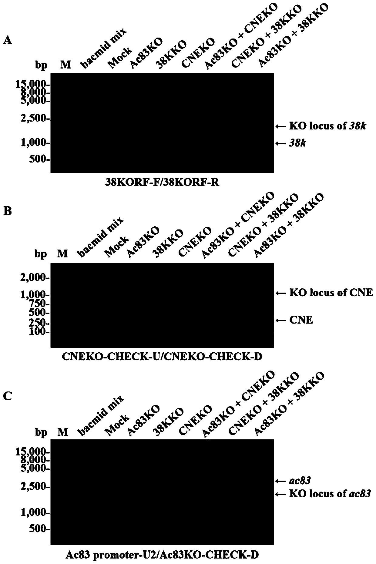 An essential element for nucleocapsid assembly and its application