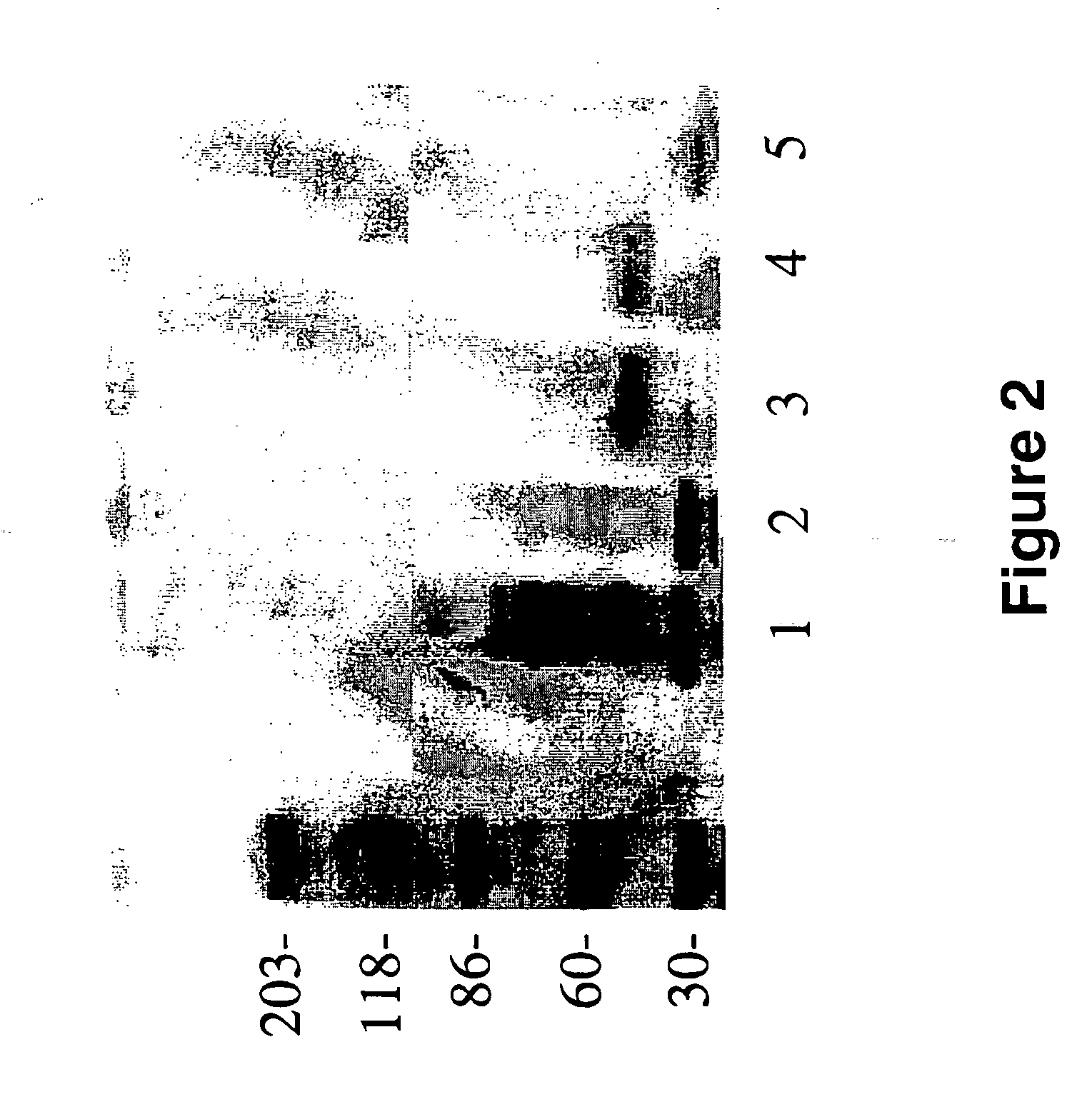 Peptides for the treatment of Alzheimer's disease and other beta-amyloid protein fibrillogenesis disorders