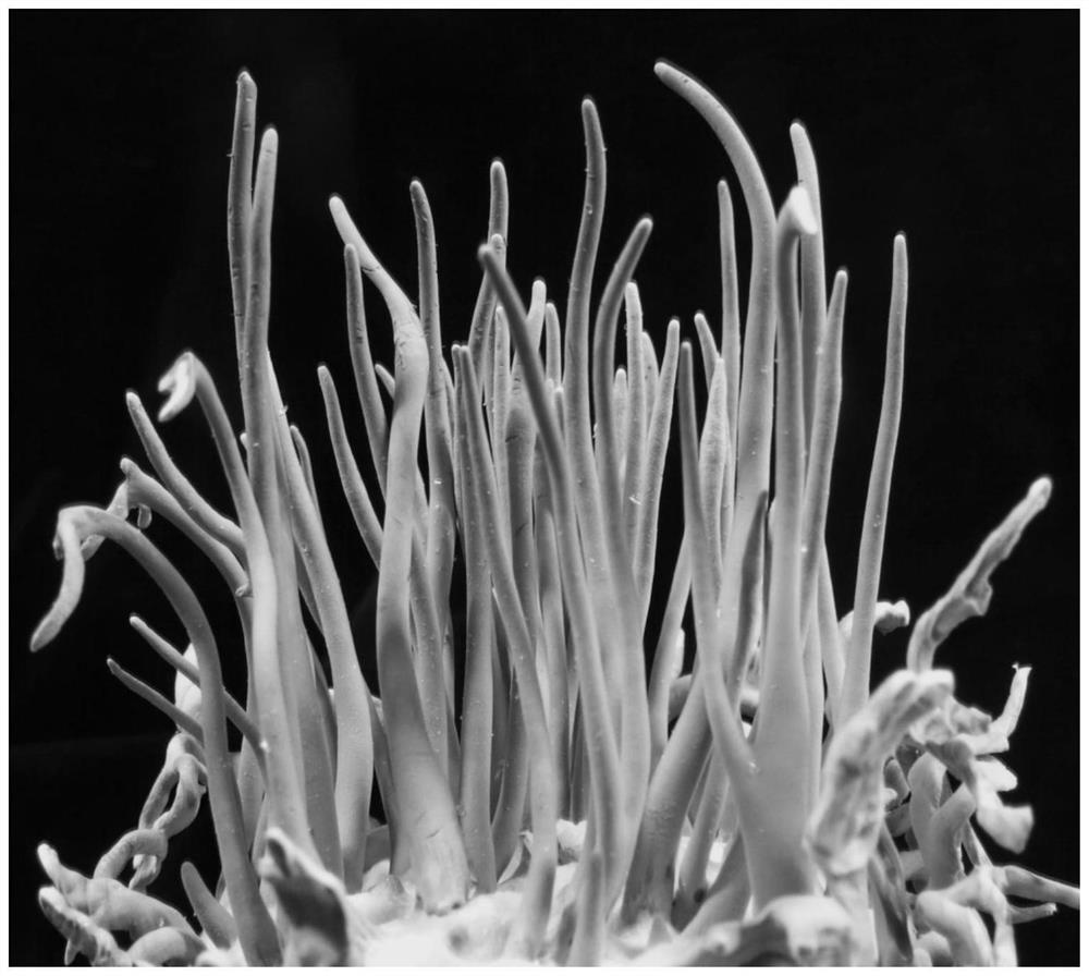 High-yield and high-quality Tolypocladium guangdongense cultivation strain as well as identification primer and identification method thereof