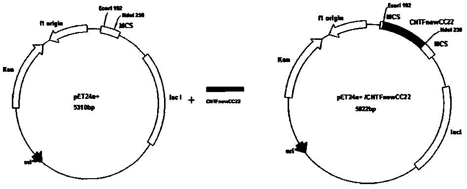 Ciliary neurotrophic factor mutants, modified mutants and uses thereof