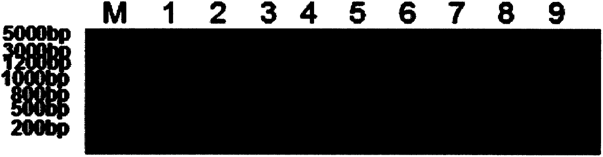 Ciliary neurotrophic factor mutants, modified mutants and uses thereof