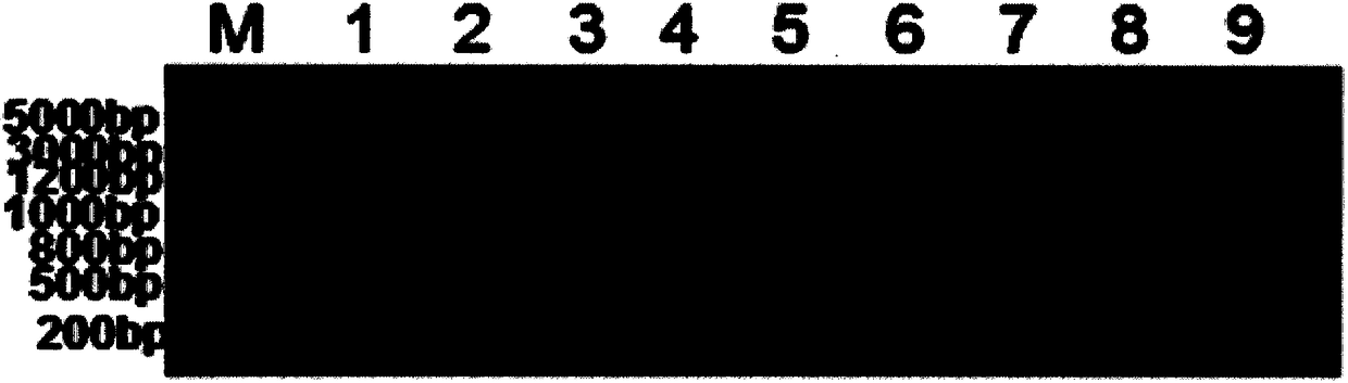 Ciliary neurotrophic factor mutants, modified mutants and uses thereof