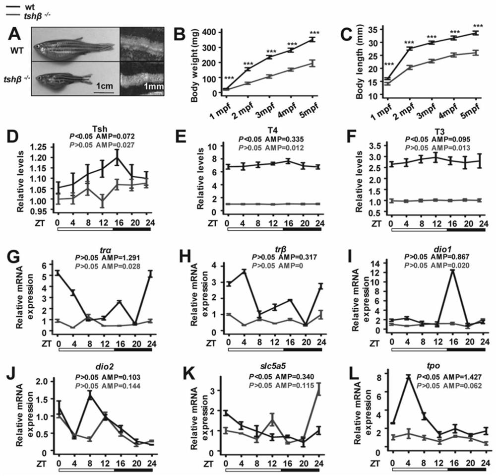 Construction method and application of tshbeta gene deleted zebrafish model