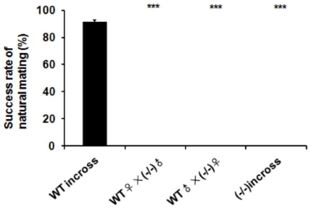 Construction method and application of tshbeta gene deleted zebrafish model