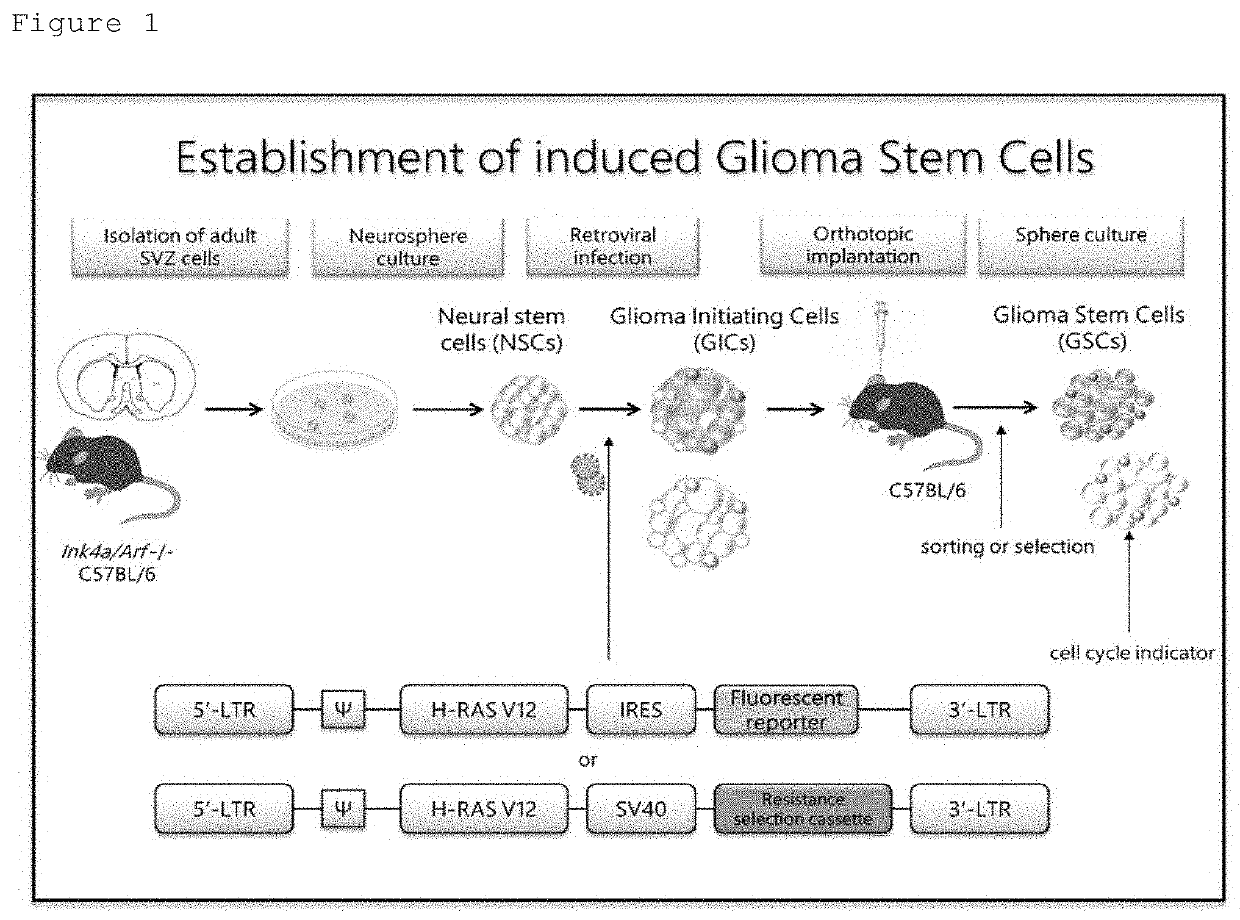 Cancer stem cell inhibitor