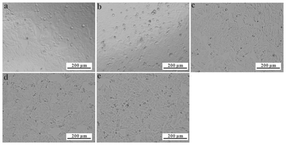 Preparation method and antioxidative application of bean taro tuber ethanol extract