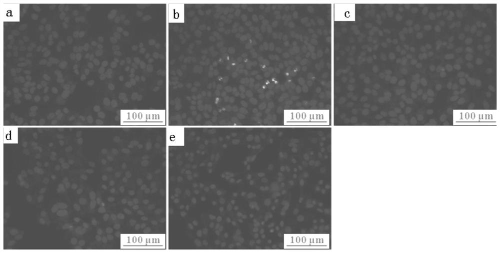 Preparation method and antioxidative application of bean taro tuber ethanol extract