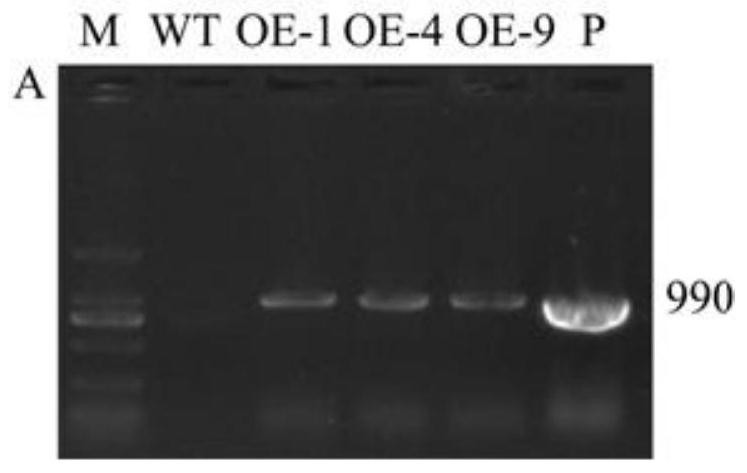 Method for increasing plant cellulose content by utilizing apple fructokinase gene