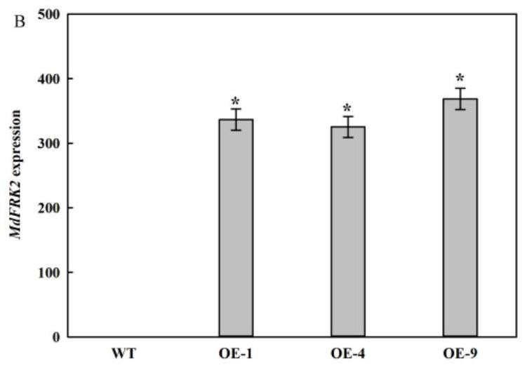 Method for increasing plant cellulose content by utilizing apple fructokinase gene