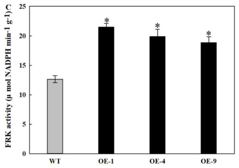 Method for increasing plant cellulose content by utilizing apple fructokinase gene