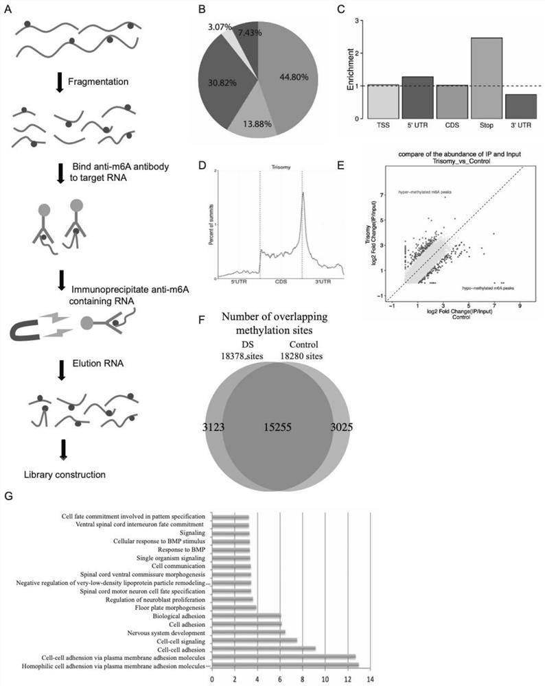 A method for assessing the risk of Down syndrome based on m6A methylation modification of nrip1 mRNA and its application