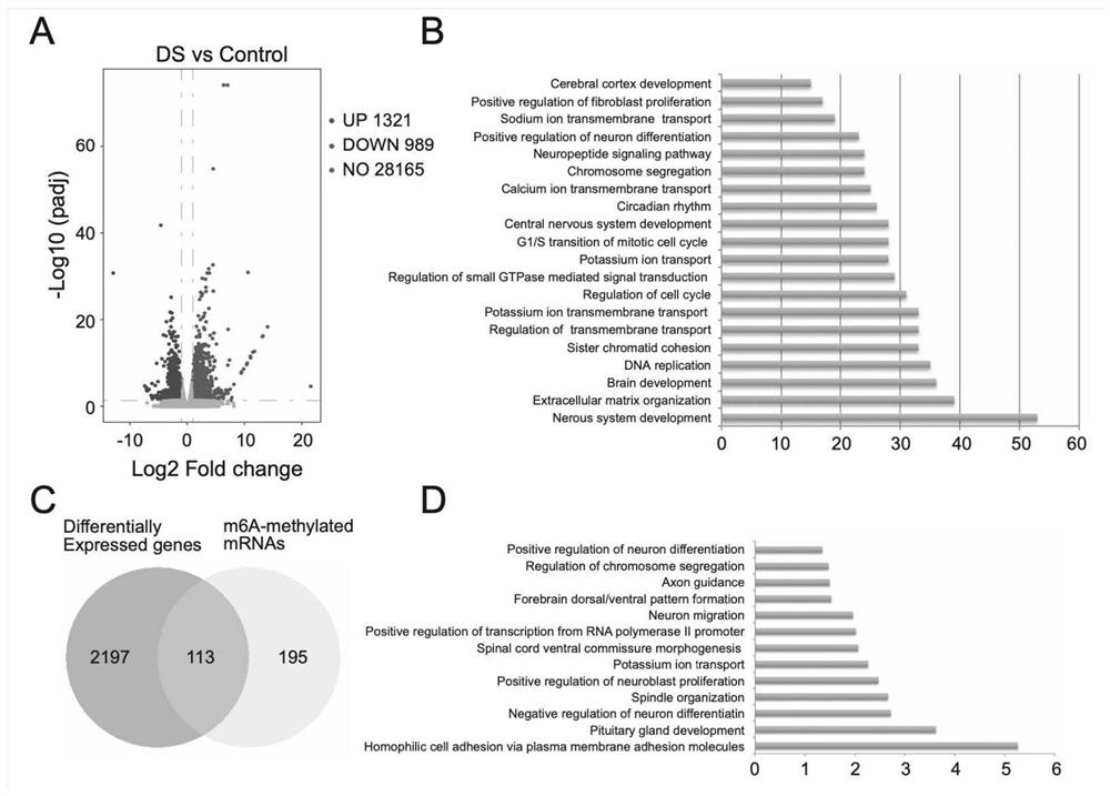 A method for assessing the risk of Down syndrome based on m6A methylation modification of nrip1 mRNA and its application