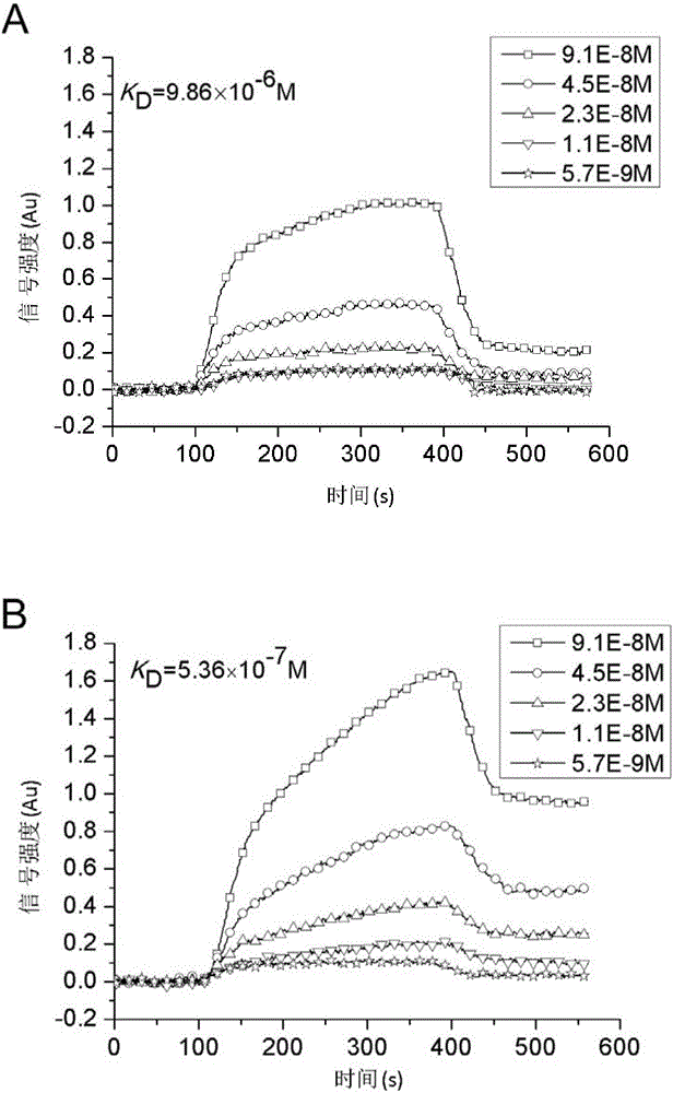 Specific HER2 protein targeted polypeptide and application thereof