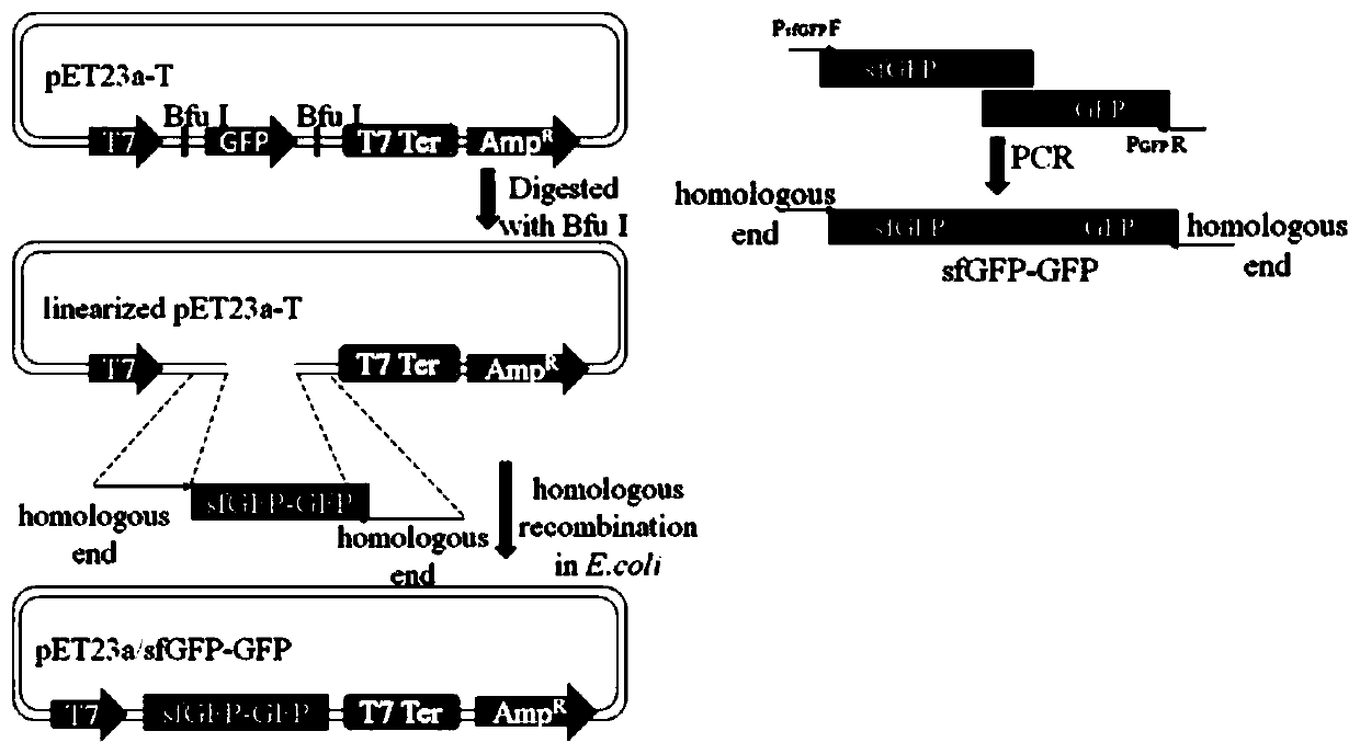 A method for the secretion and expression of heterologous proteins mediated by superfolded green fluorescent protein in Escherichia coli