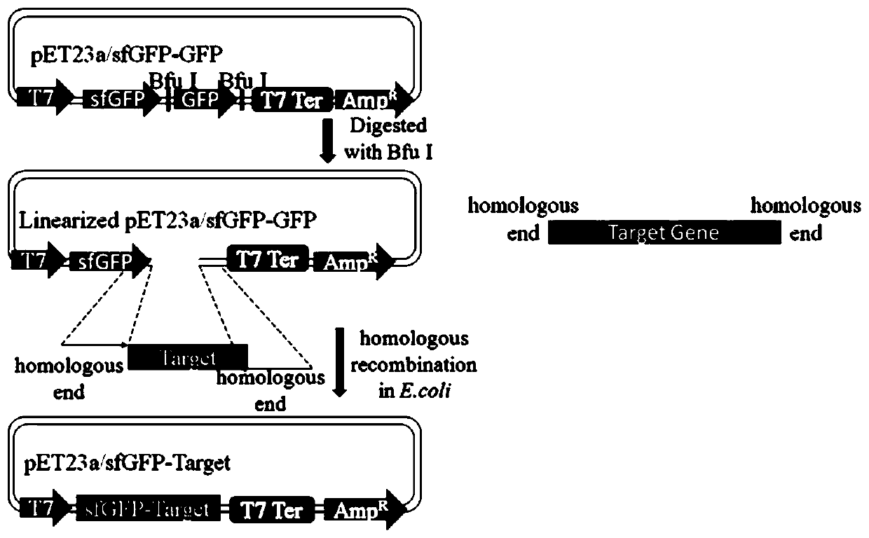 A method for the secretion and expression of heterologous proteins mediated by superfolded green fluorescent protein in Escherichia coli