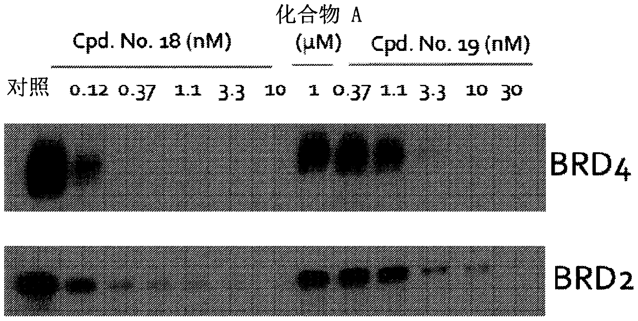 Fused 1,4-oxazepines as bet protein degraders