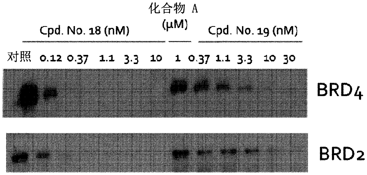 Fused 1,4-oxazepines as bet protein degraders