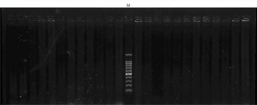 Molecular marker for Fenneropenaeus chinensis with high-pH resistance character and identification method using same
