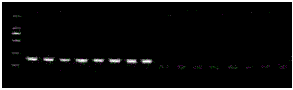 Nested primer used for early warning of enterocytozoon hepatopenaei of Chinese cultured shrimps and application of nested primer