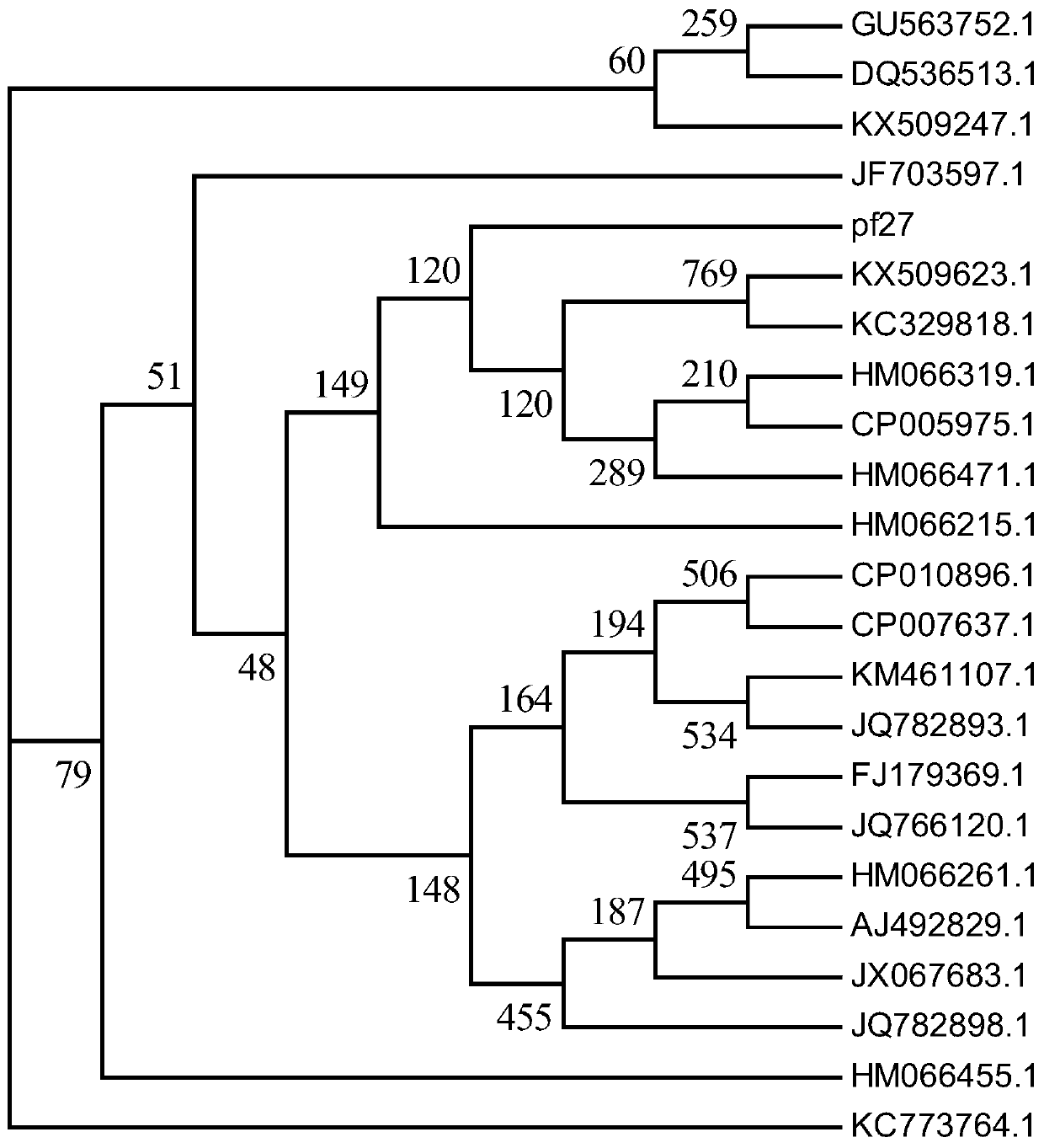 A strain of Pseudomonas fluorescens pf27 and its application in plant growth promotion