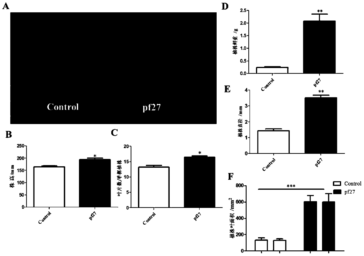 A strain of Pseudomonas fluorescens pf27 and its application in plant growth promotion