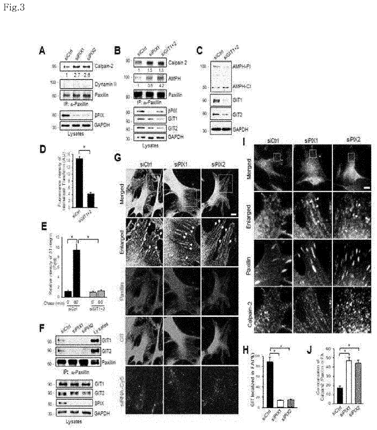 Novel use of git having Anti-senescence activity