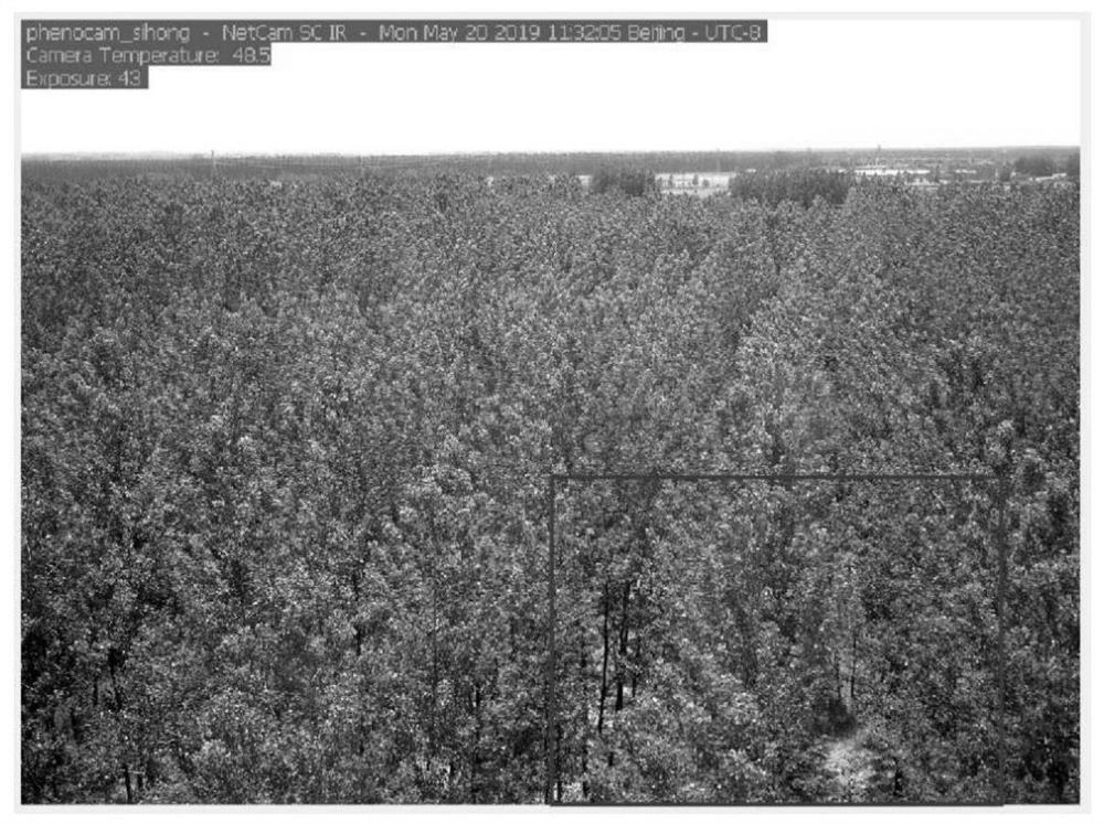Vegetation phenological period extraction method based on effective pixels of digital camera image