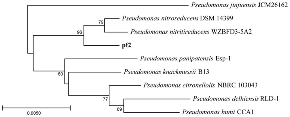 Pseudomonas nitroreducens. strain and application thereof