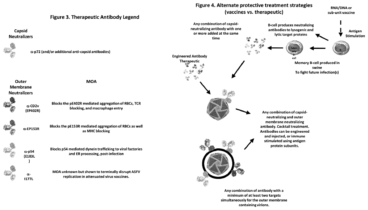 Methods of blocking asfv infection through interruption of cellular and viral receptor interactions