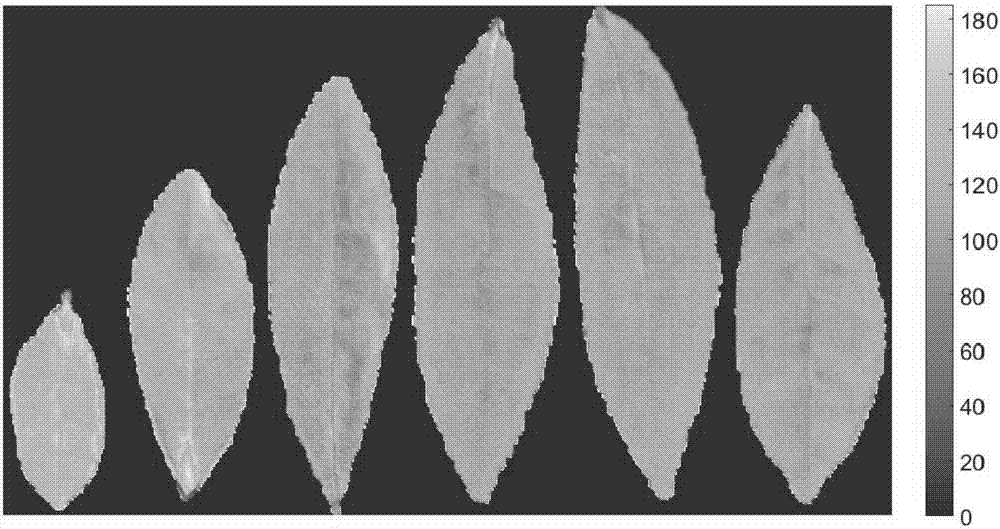 Recognition method for tender leaves of tea tree based on EGC concentration difference