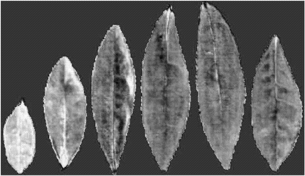 Recognition method for tender leaves of tea tree based on EGC concentration difference