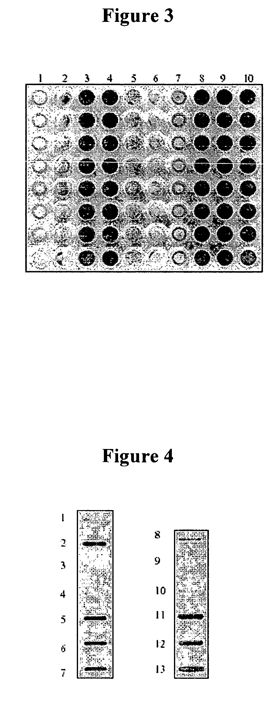 Nucleic acid molecules for enhanced production of a bacterial polysaccharide and methods of use thereof