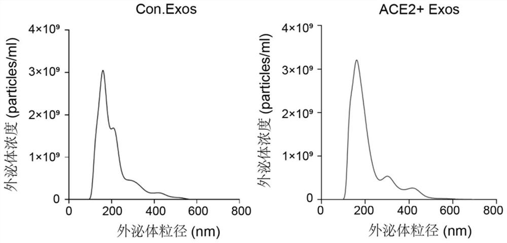 Preparation method and application of exosome for expressing ACE2 protein