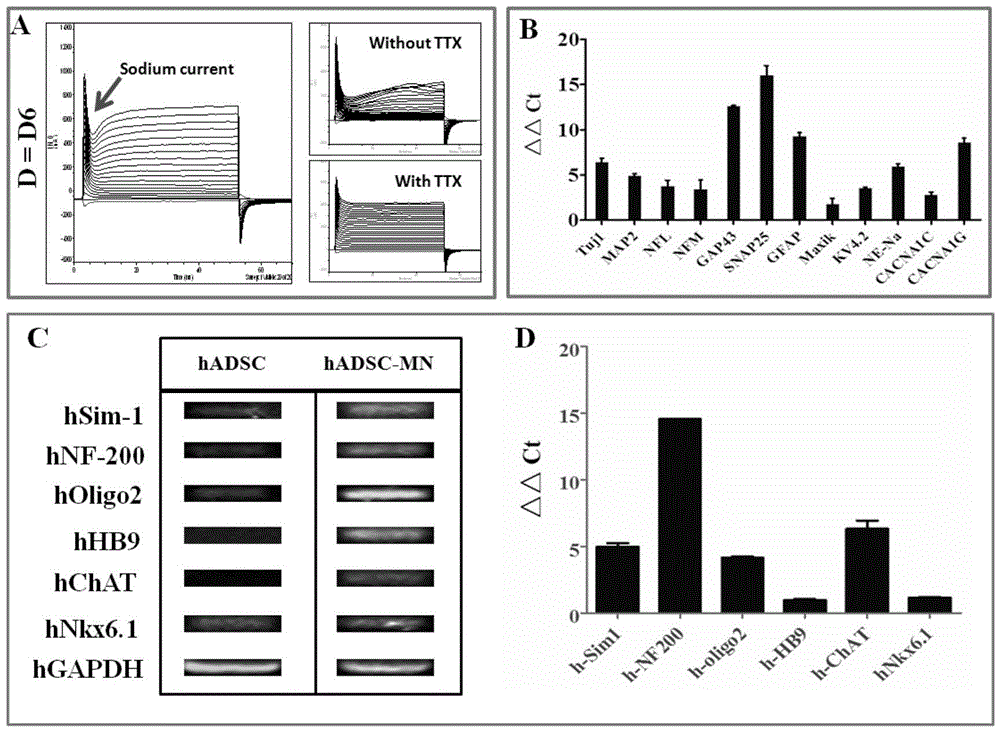 Motoneuron-like cells derived from adipose stem cells as well as preparation method and application of motoneuron-like cells