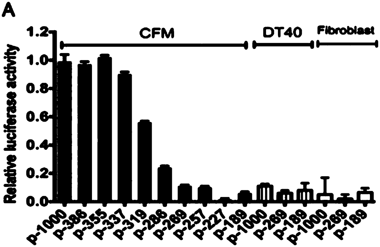 Promoter for specifically expressing gene in poultry skeletal muscle and application