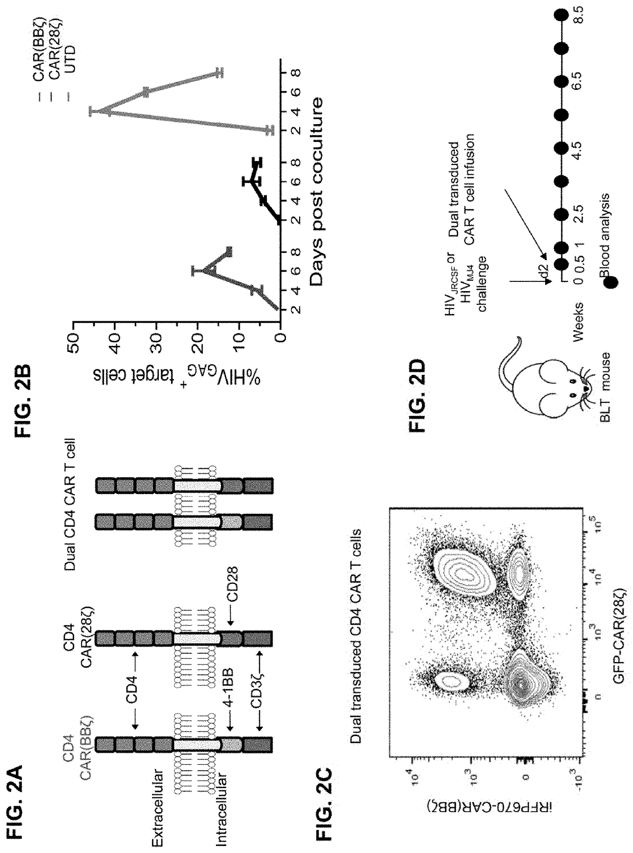 Dual car expressing t cells individually linked to cd28 and 4-1bb