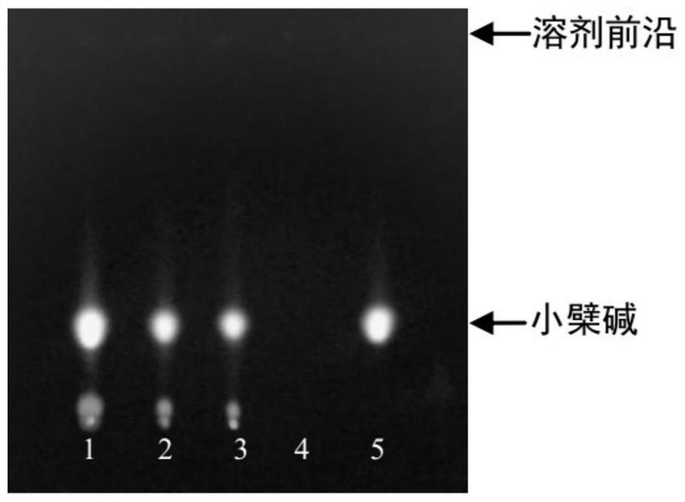 Thin layer chromatography identification method for golden cypress and golden cypress wine roasted product