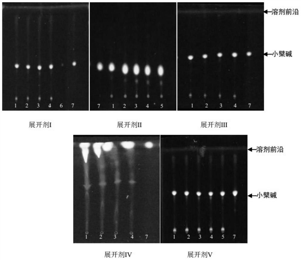 Thin layer chromatography identification method for golden cypress and golden cypress wine roasted product