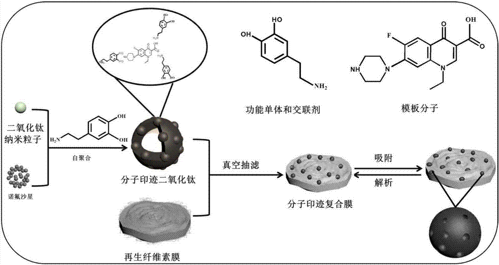 Synthesis method of molecularly imprinted composite membrane capable of enriching and separating norfloxacin