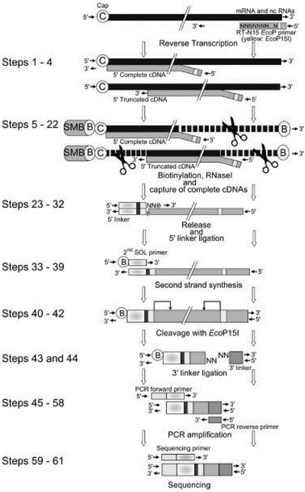 Method for constructing mRNA 5'-termnal information library