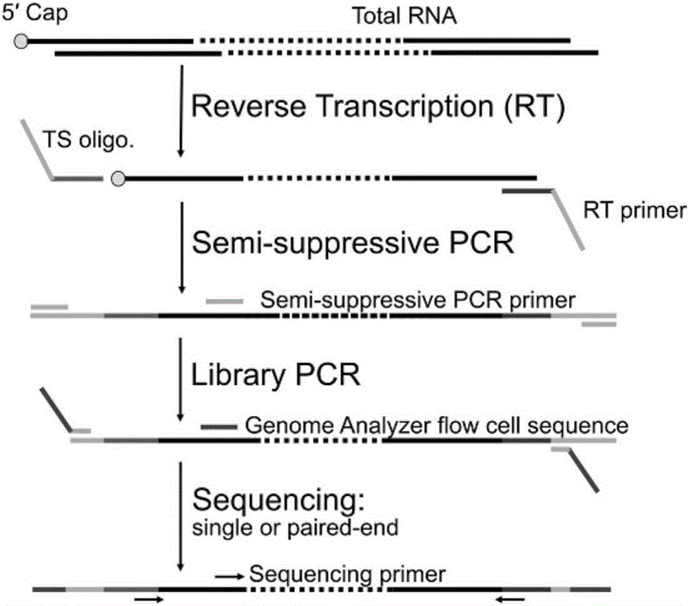 Method for constructing mRNA 5'-termnal information library