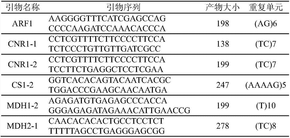 Rootstock bud configuration method of prunus salicina crown grafting