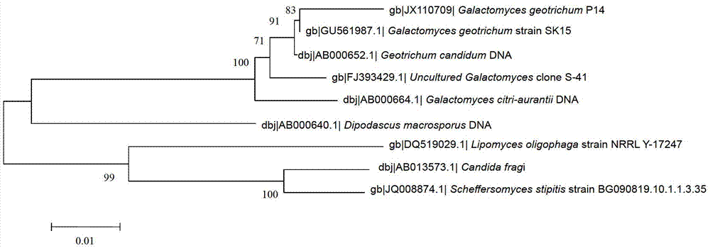 Galactomyces geotrichum P14, application method thereof, and microbial inoculum prepared from same