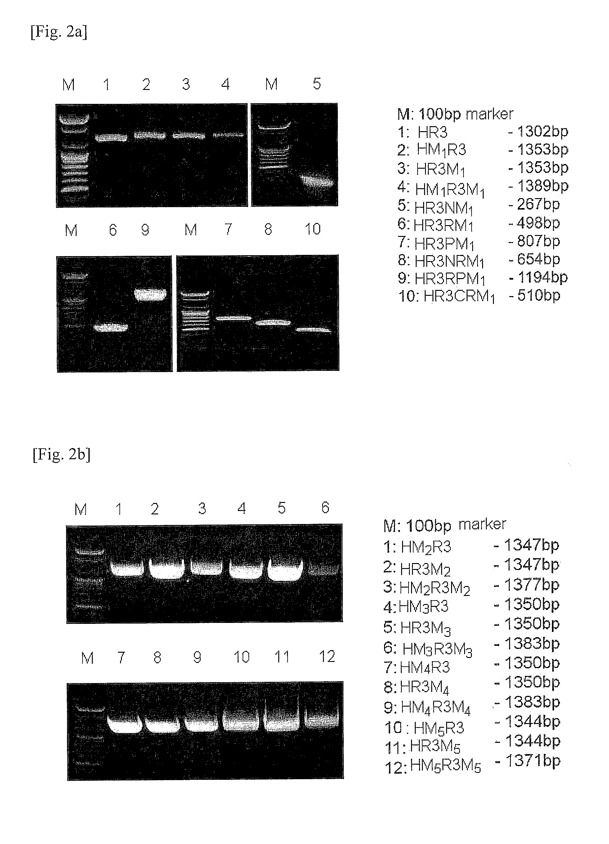 Cell preamble runx3 recombinant proteins, polynucleotides encoding the same, and anticancer compositions including the same
