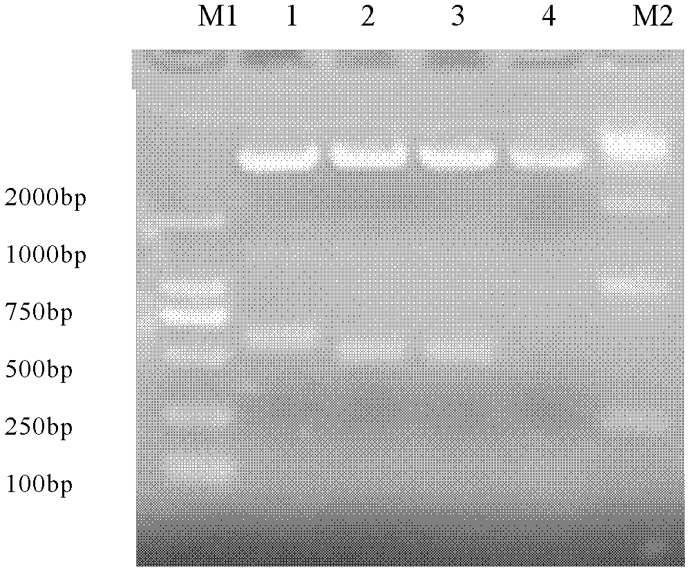 Method for improving prokaryotic expression of antiviral activity of porcine interferon